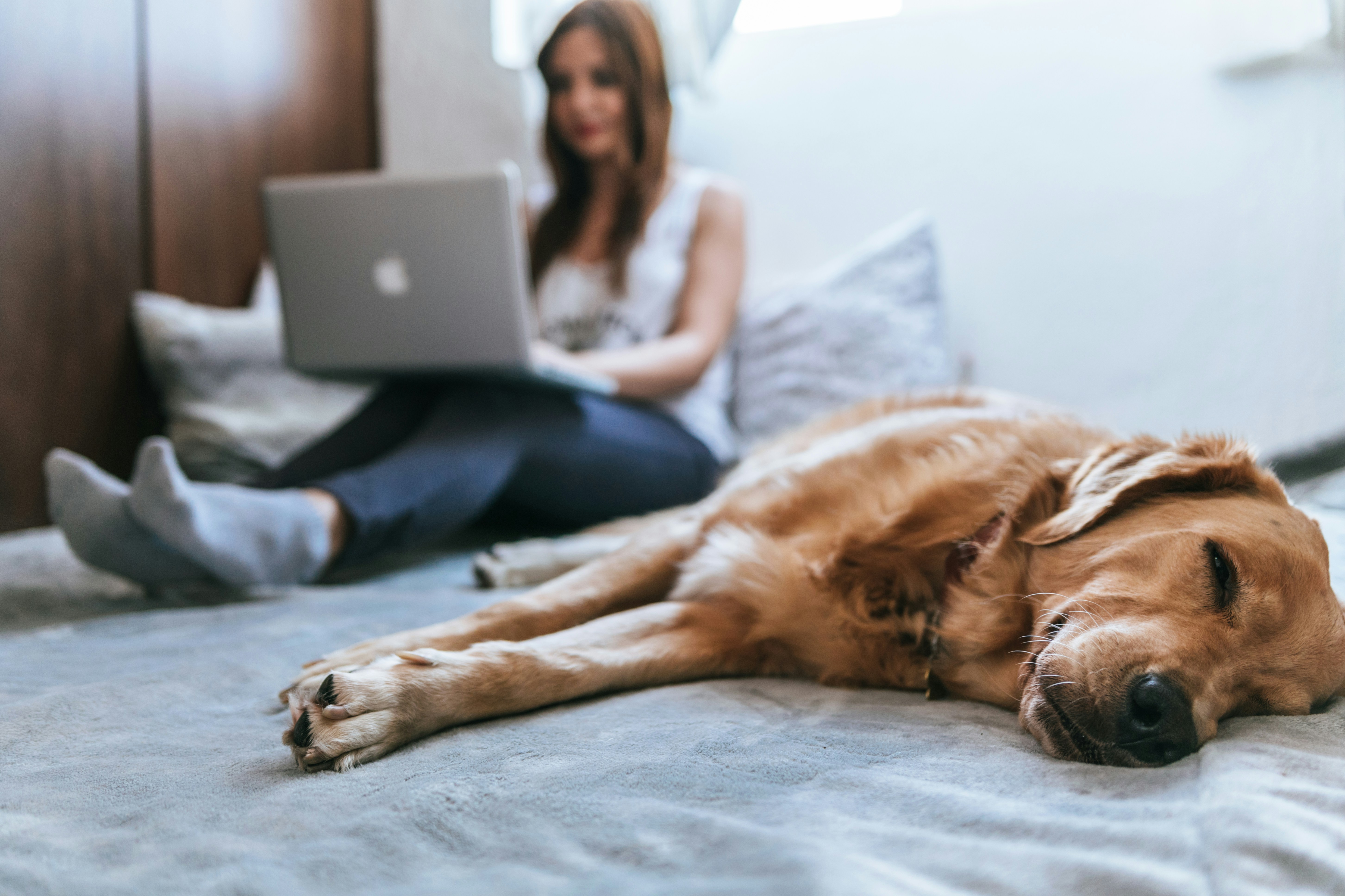 Hund og kvinde med laptop på seng